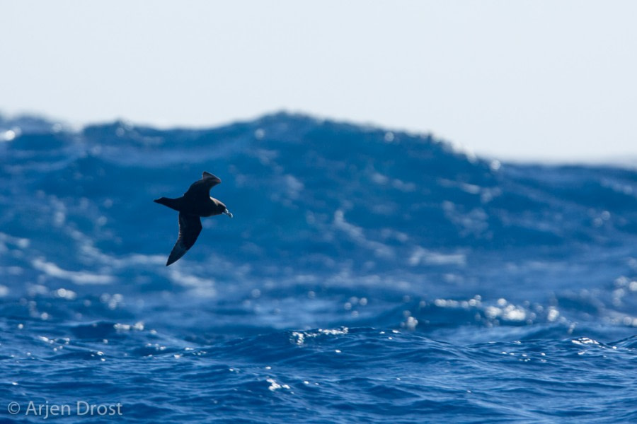 PLA35-18 day 2_Arjen Drost © Oceanwide Expeditions.jpg