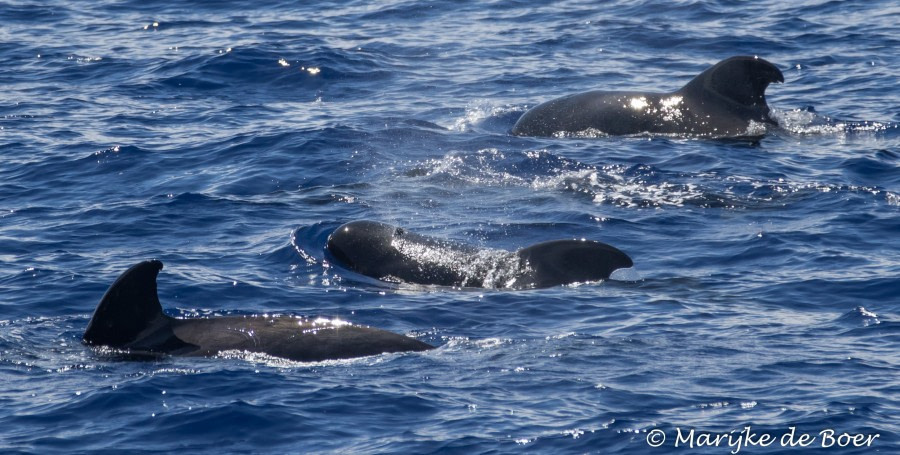 At Sea to St Helena