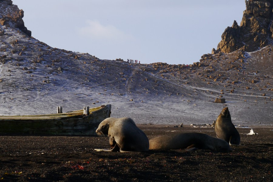 PLA31-18 Whalers Bay P1310599 © Oceanwide Expeditions.jpg