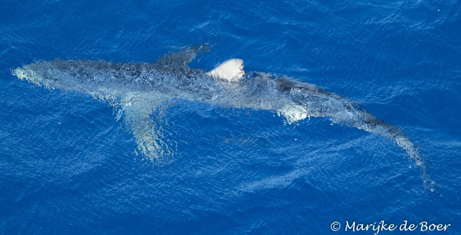 At Sea to St Helena