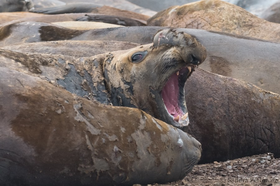 OTL32-18 20180320_SandraPetrowitz_Lagoon_ElephantSeals_06 © Oceanwide Expeditions.jpg