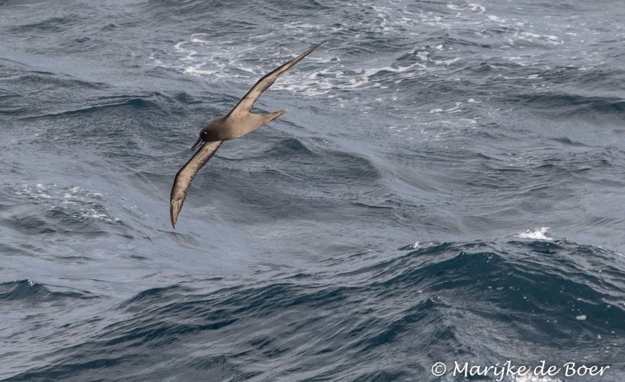 PLA35-18 Day 11_Marijke de Boer_20180407-4L6A1816_edit © Oceanwide Expeditions.jpg