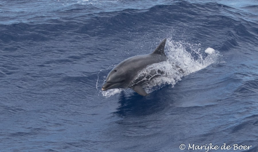 PLA35-18 Day28_Marijke de Boer_20180424-4L6A4347_edit © Oceanwide Expeditions.jpg