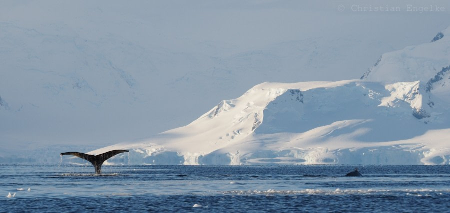 OTL32-18 20180318 Christian Engelke - Gerlache Strait II © Oceanwide Expeditions.JPG