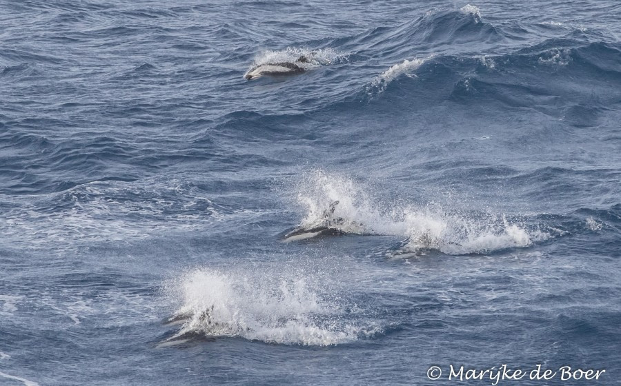 PLA35-18 Day 3_hourglass dolphins_M de Boer_20180330-4L6A0284_edit © Oceanwide Expeditions.jpg