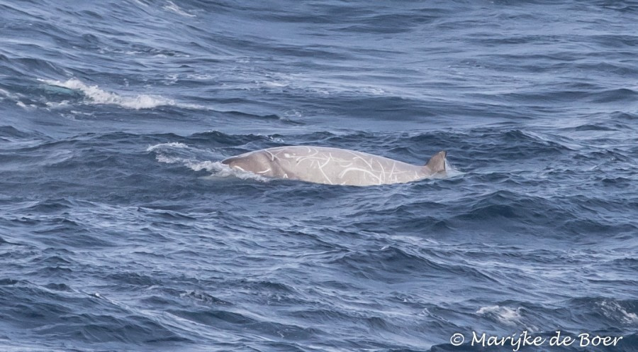 PLA35-18 Day 5_bottlenose whales_M de Boer_20180401-4L6A0601_edit © Oceanwide Expeditions.jpg