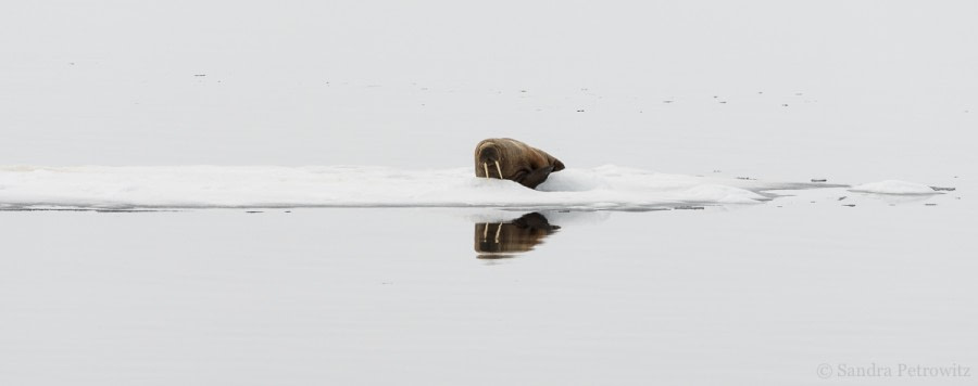 OTL04-18 20180609_Walrus_Floe_SandraPetrowitz-Oceanwide Expeditions.jpg