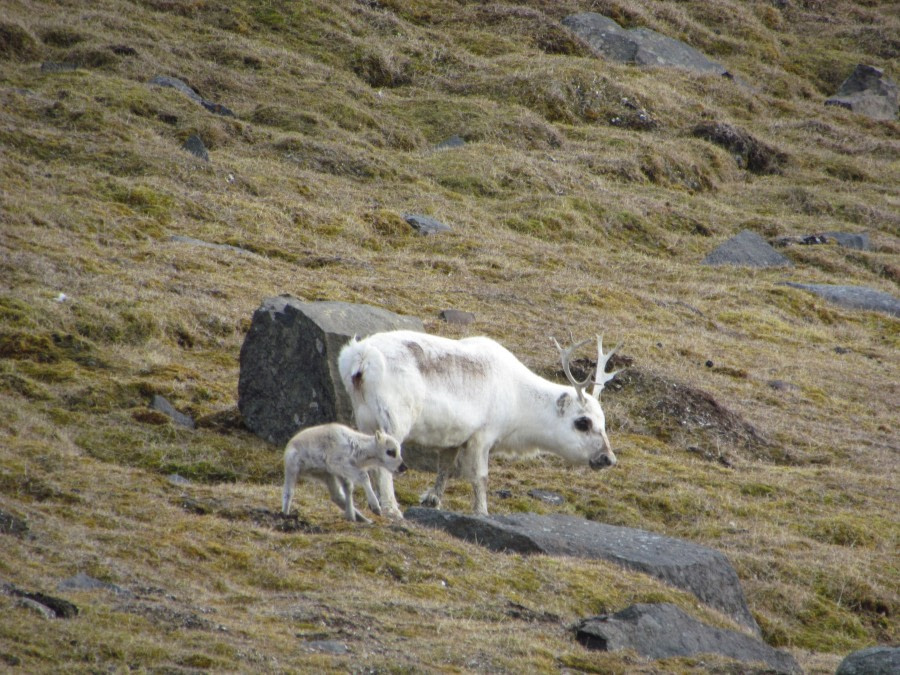 Barentsøya