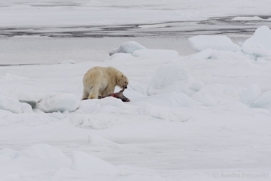 OTL04-18 20180609_PolarBear_Seal_SandraPetrowitz-Oceanwide Expeditions.jpg