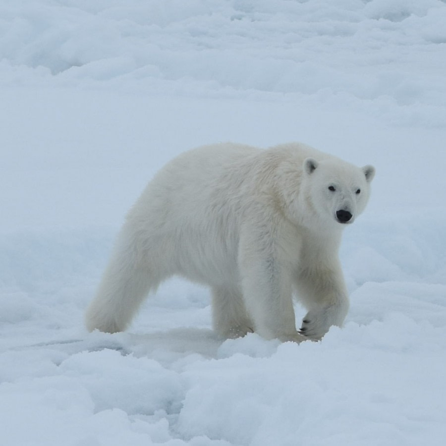 PLA06-18, 359_5723-Oceanwide Expeditions.jpg