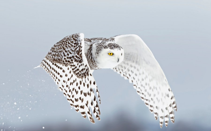 snowy owls with blue eyes flying