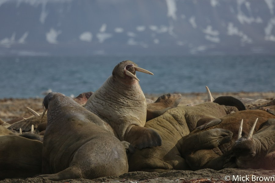 Spitsbergen: Poolepynten & Ymerbukta