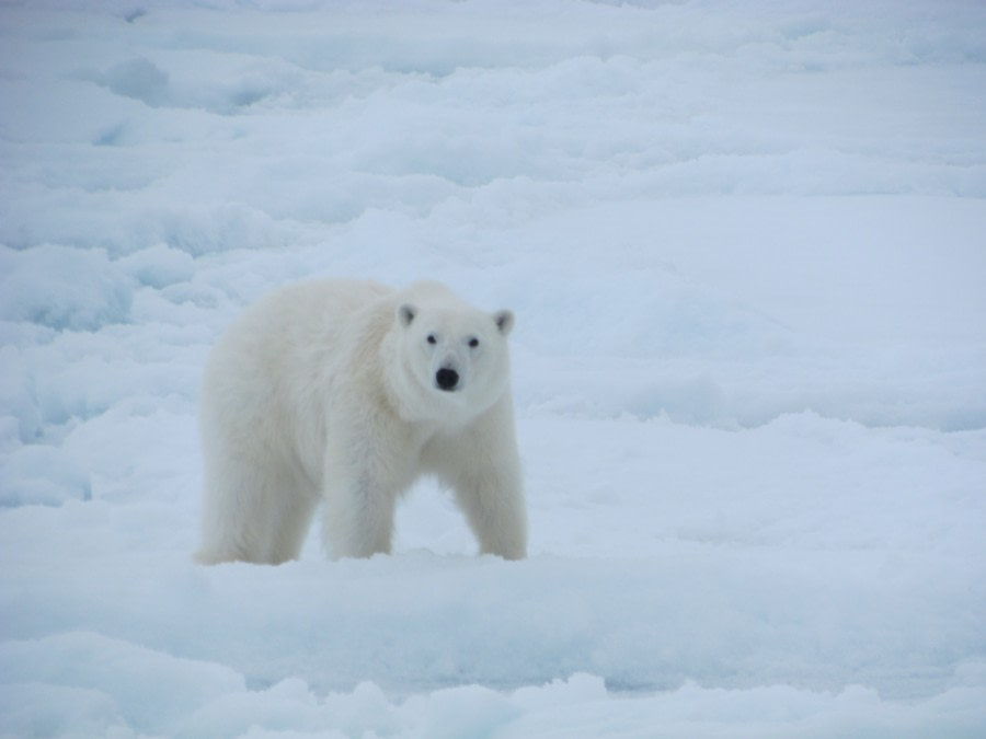 PLA06-18, IMG_9775-Oceanwide Expeditions.JPG