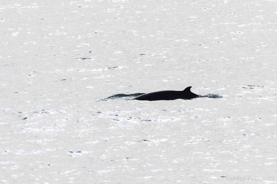 Minke whale © Sandra Petrowitz - Oceanwide Expeditions