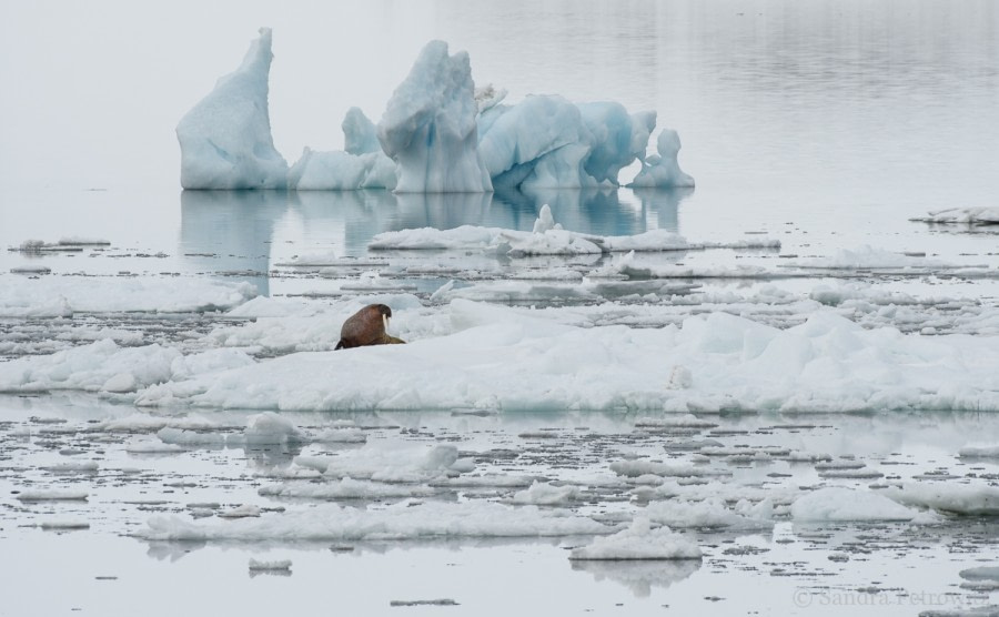 OTL04-18 20180609_Walrus_Ice_SandraPetrowitz-Oceanwide Expeditions.jpg