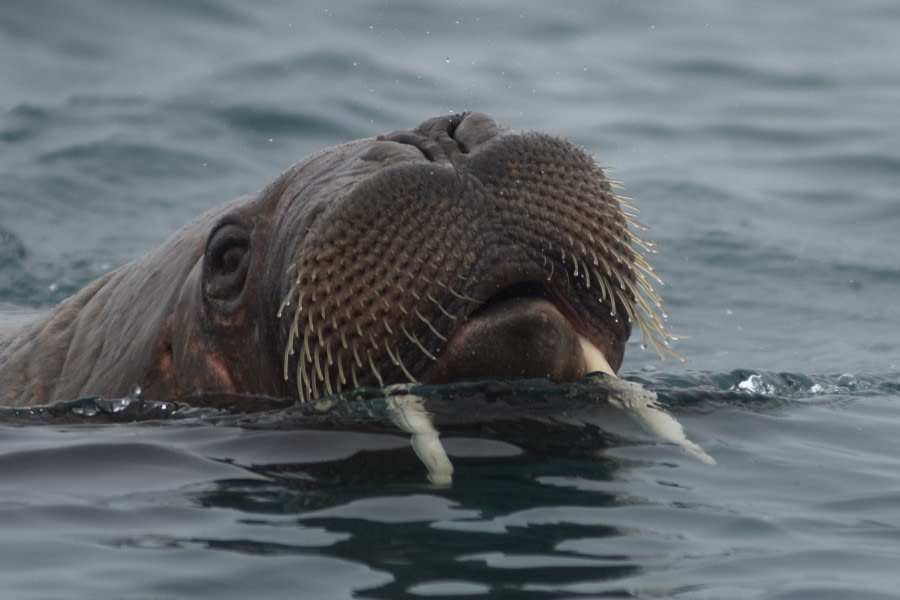 PLA07-18, DAY 3 359_7692-Oceanwide Expeditions.jpg