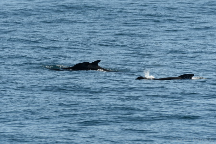 OTL02-18 20180522_PilotWhales_SandraPetrowitz-Oceanwide Expeditions.jpg