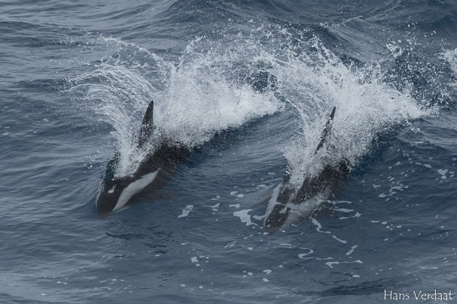 At Sea to South Georgia