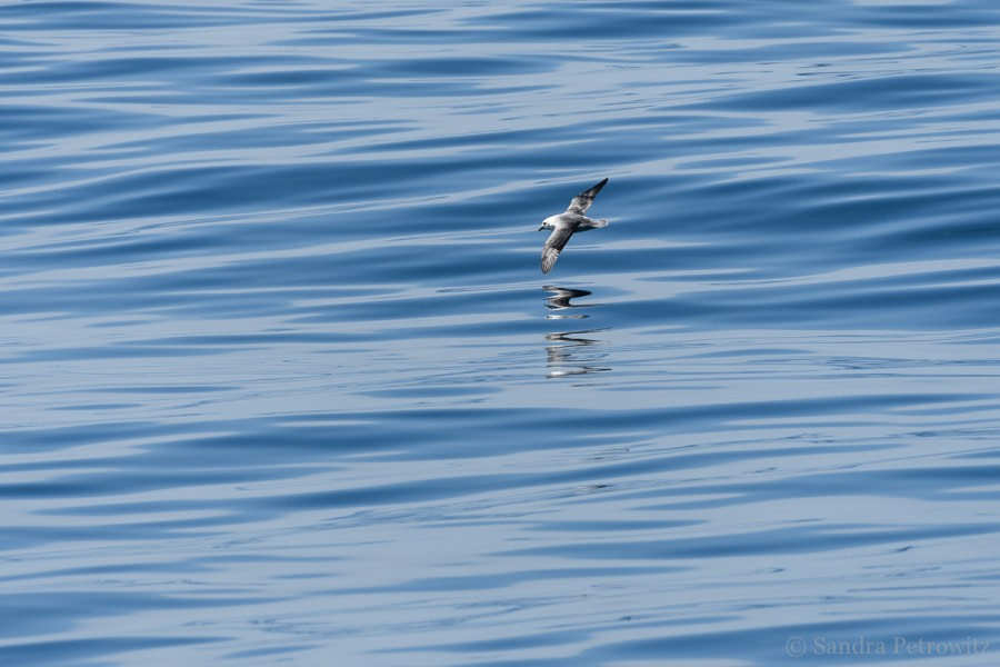 OTL02-18 20180522_Fulmar_Reflection_SandraPetrowitz-Oceanwide Expeditions.jpg