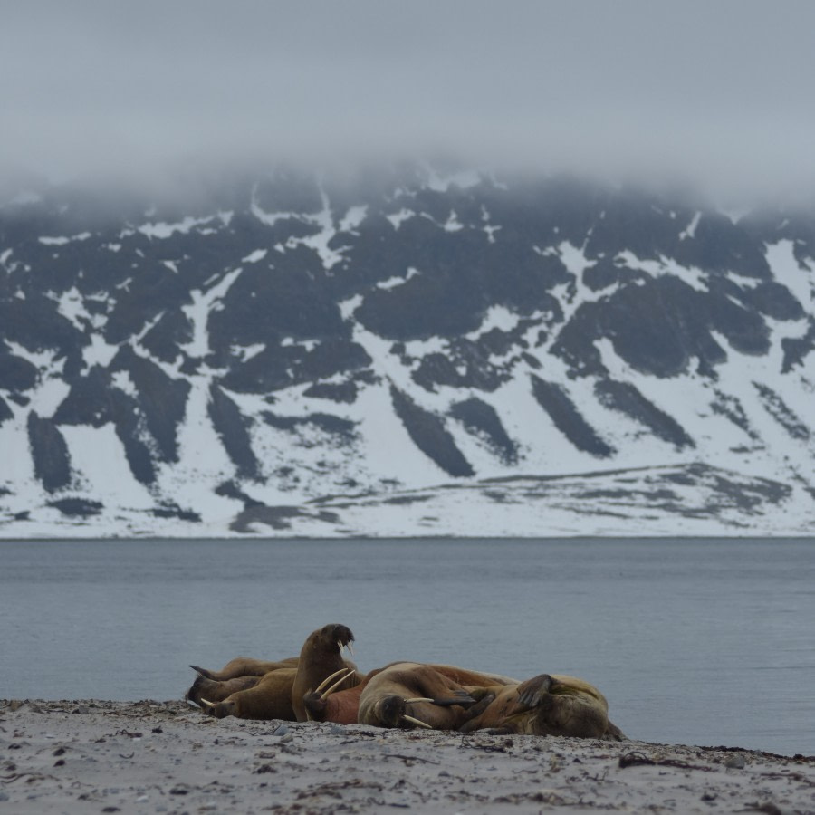 PLA06-18, 359_6119-Oceanwide Expeditions.jpg