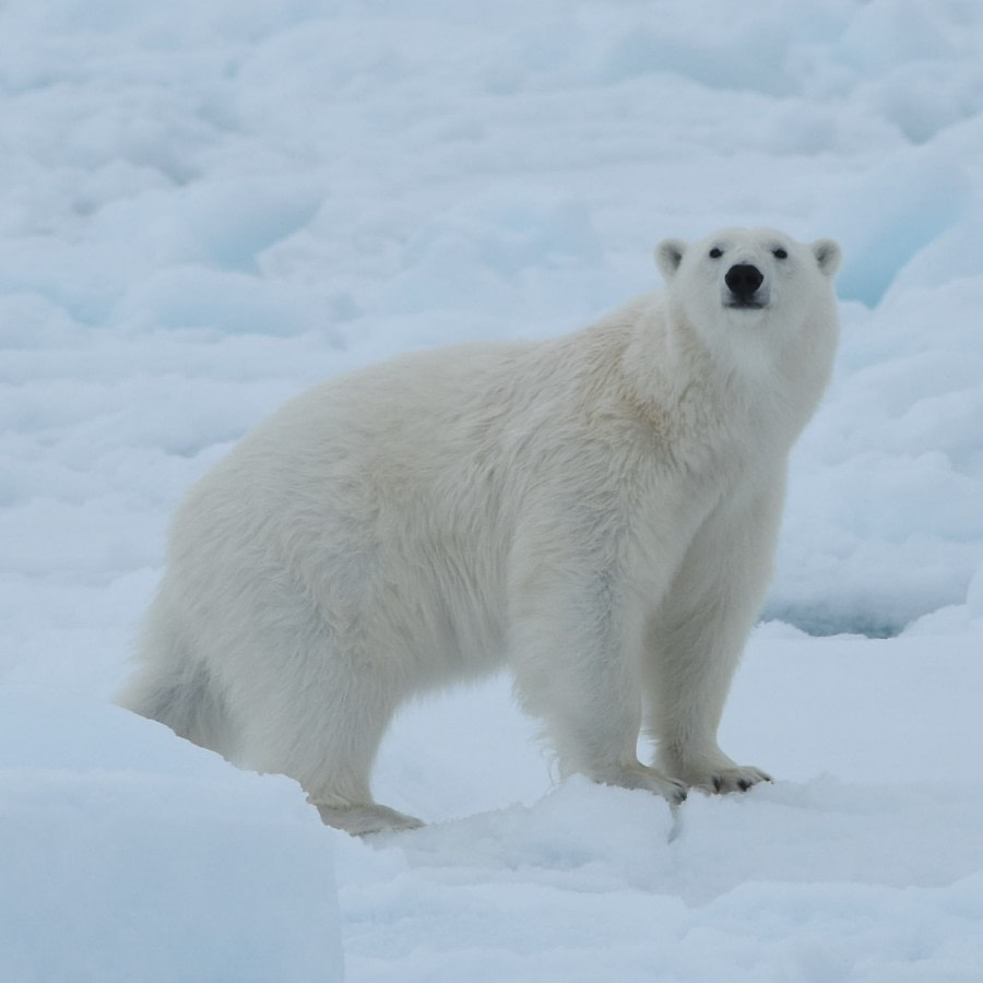 PLA06-18, 359_5782-Oceanwide Expeditions.jpg