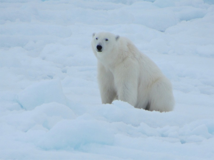 PLA06-18, IMG_9784 edit-Oceanwide Expeditions.jpg