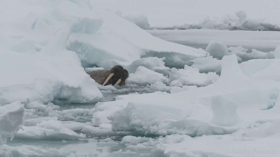 OTL03-18 20180601_WaterWalrus_SandraPetrowitz-Oceanwide Expeditions.jpg