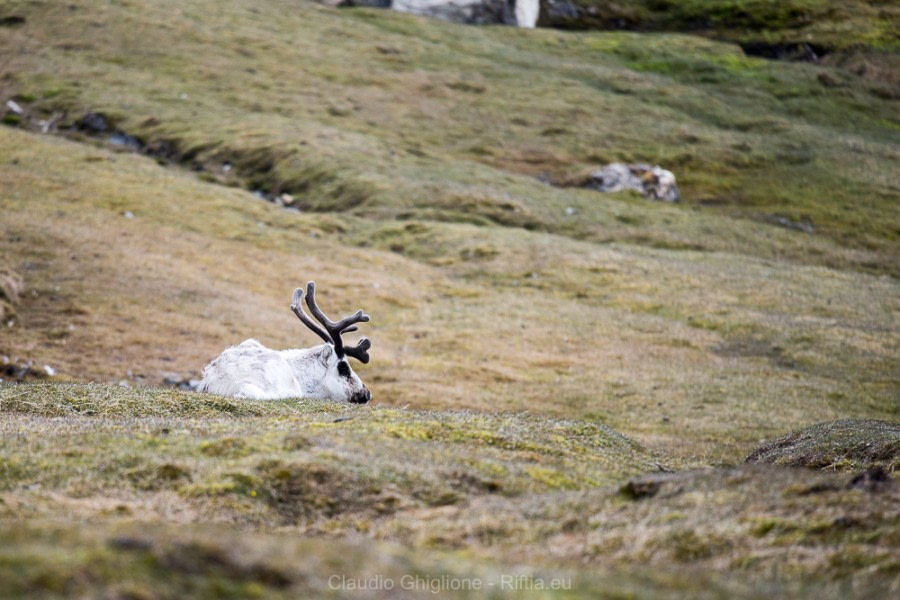 Isfjorden & last zodiac cruises