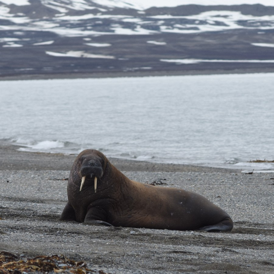 PLA06-18, 359_6521-Oceanwide Expeditions.jpg