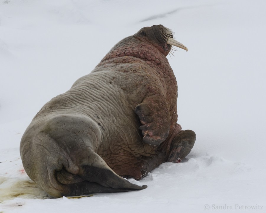 OTL03-18 20180601_IceWalrus_SandraPetrowitz-Oceanwide Expeditions.jpg