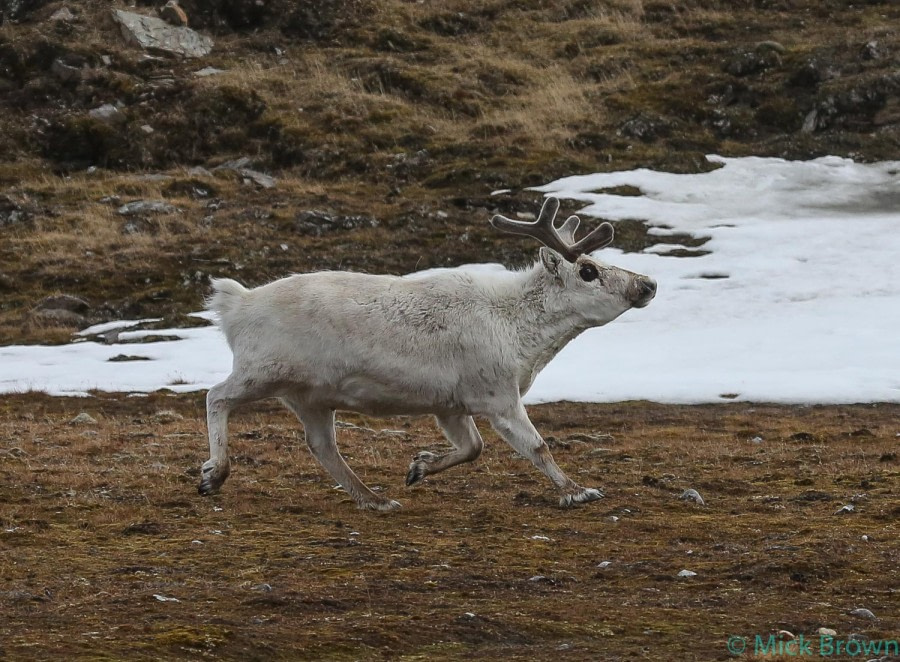 OTL03-18 20180604_Reindeer_Mick Brown -4942-Oceanwide Expeditions.jpg