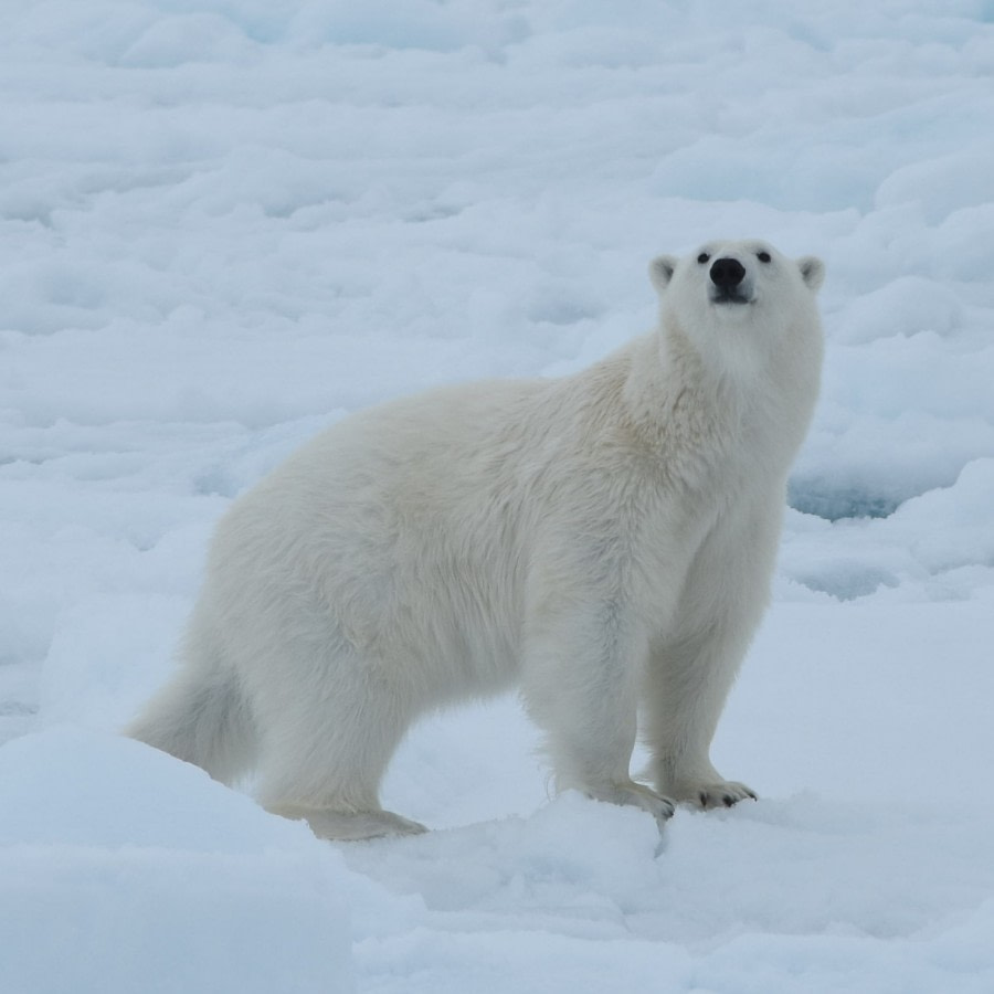 PLA06-18, 359_5786-Oceanwide Expeditions.jpg