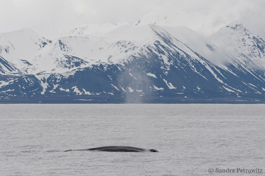 OTL04-18 20180611_BlueWhaleBlow_SandraPetrowitz-Oceanwide Expeditions.jpg