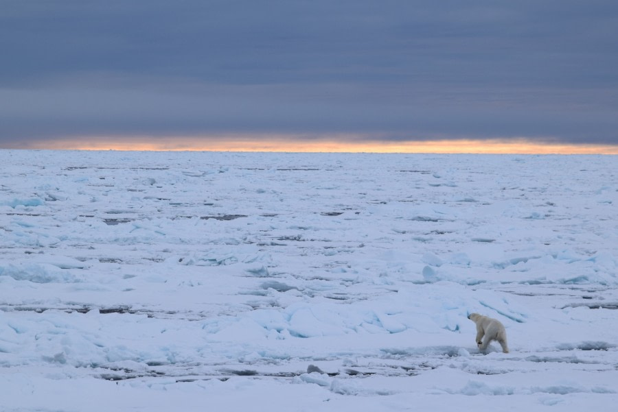 PLA14-18 Day 5 D52ndbear walk_shelli-Oceanwide Expeditions.JPG