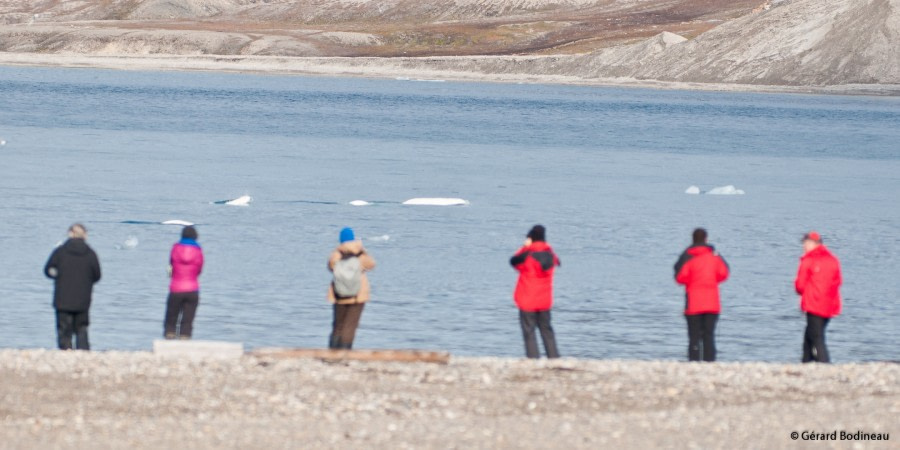 PLA13-18 Day09-04_Recherchebreen_Belugas_GerardBodineau-Oceanwide Expeditions.jpg