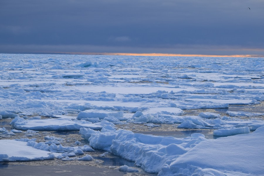 PLA14-18 Day 5 D5PM_ice_shelli-Oceanwide Expeditions.JPG