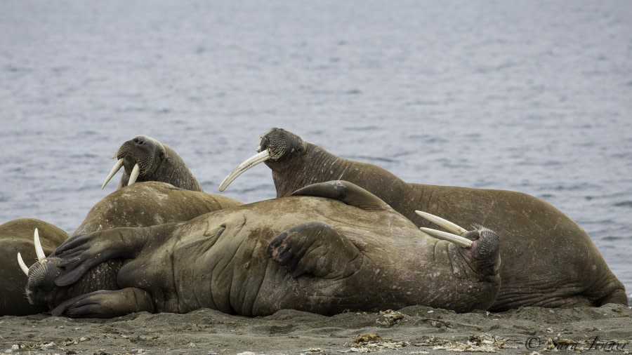 OTL11-18, DAY 9 haul out of walrus-Oceanwide Expeditions.jpg