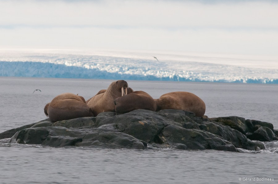 PLA13-18 Day06-01_Storøya_Walrus_GerardBodineau-Oceanwide Expeditions.jpg