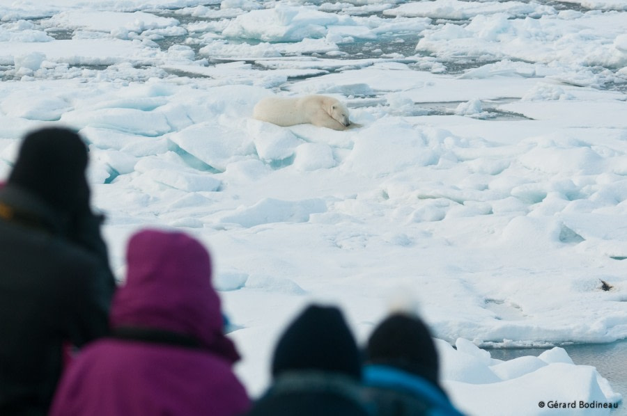 PLA14-18 Day 5 Day05-04_PackIce_WatchingPolarbear_GerardBodineau-Oceanwide Expeditions.jpg