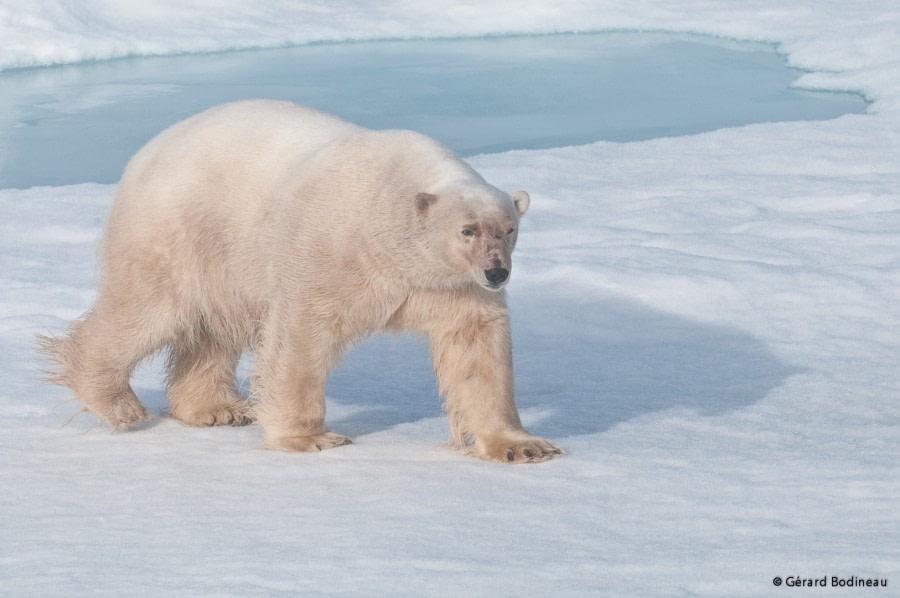 PLA13-18 Day05-03_ArcticOcean_PolarBear_GerardBodineau-Oceanwide Expeditions.jpg