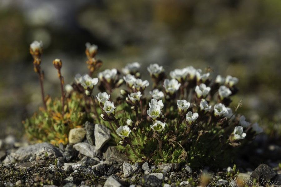 OTL09-18, Day 2 flowers 2-Oceanwide Expeditions.jpg