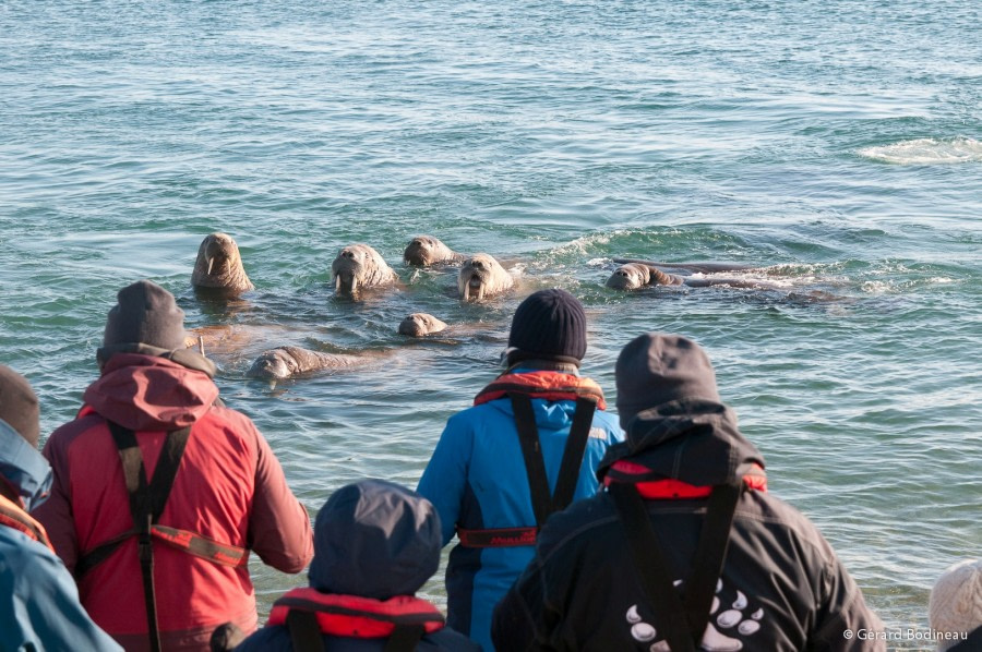 PLA13-18 Day03-04_Torellneset_Walrus_GerardBodineau-Oceanwide Expeditions.jpg