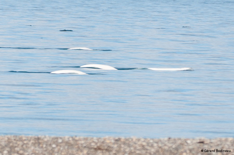 PLA13-18 Day09-03_Recherchebreen_Belugas_GerardBodineau-Oceanwide Expeditions.jpg