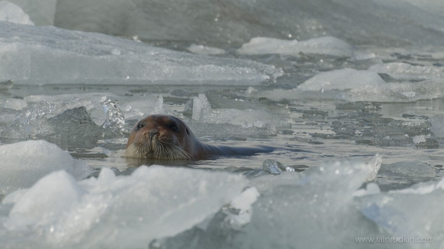 Bearded Seal © Unknown photographer - Oceanwide Expeditions.jpg