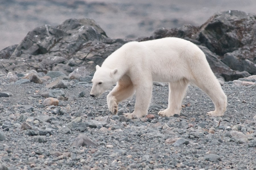 PLA13-18 Day06-02_Storøya_PolarBear_GerardBodineau-Oceanwide Expeditions.jpg