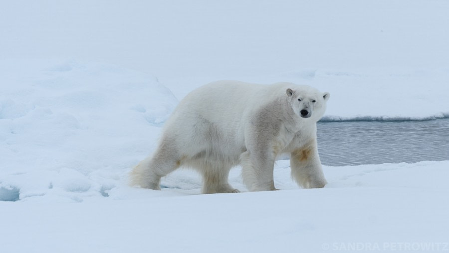 PLA14-18 Day 5 20180824_Bear1_SandraPetrowitz-Oceanwide Expeditions.jpg