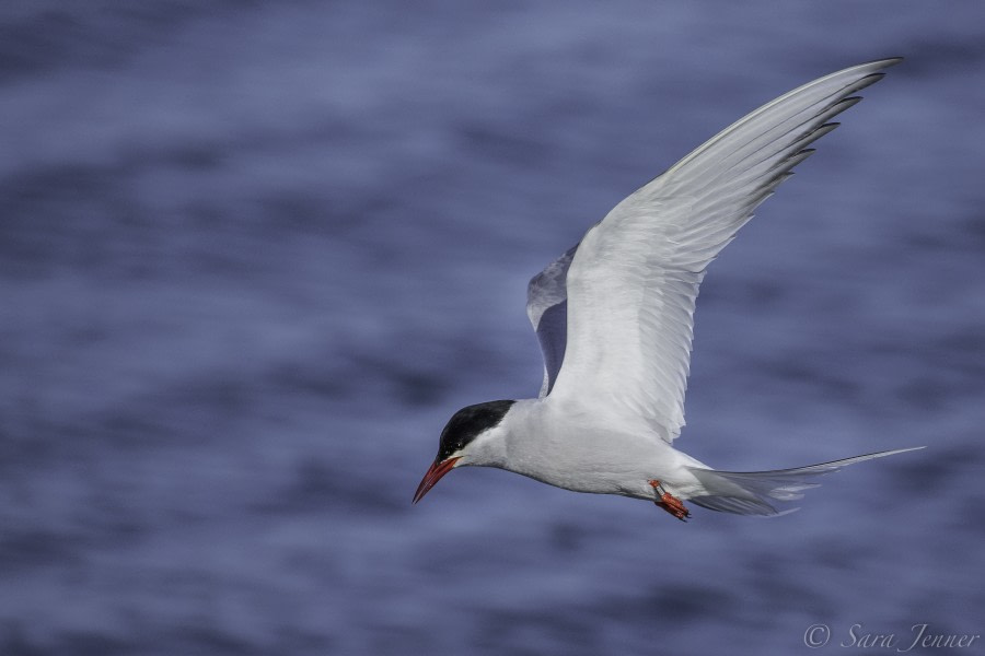 OTL09-18, Day 3 arctic tern-Oceanwide Expeditions.jpg