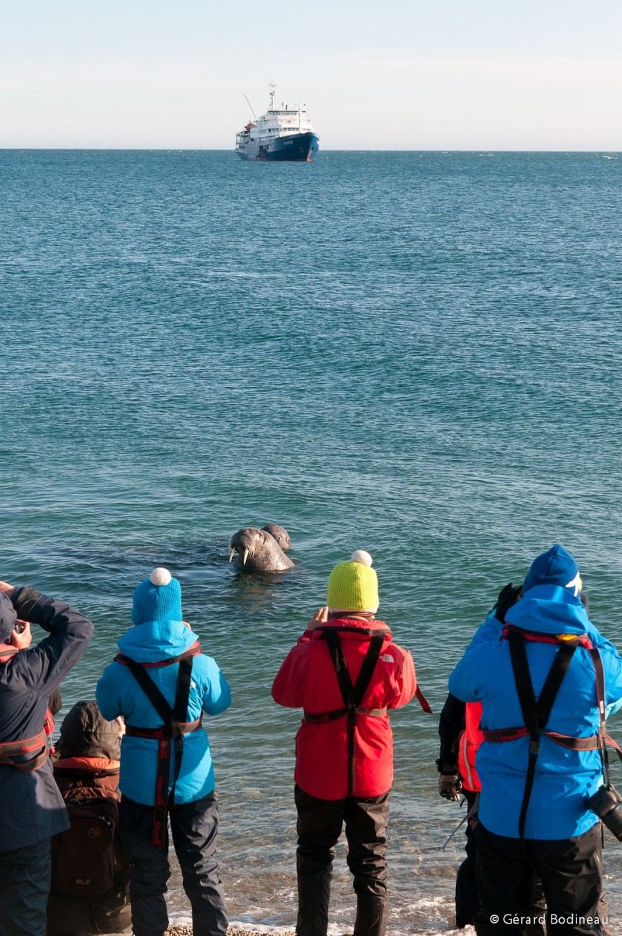 PLA13-18 Day03-05_Torellneset_WalrusAndPlancius_GerardBodineau-Oceanwide Expeditions.jpg