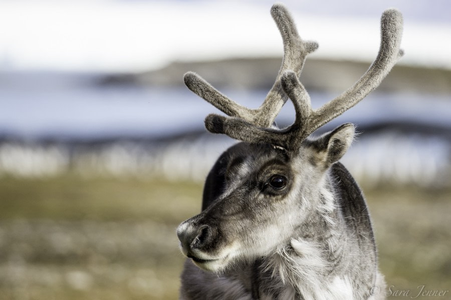 OTL09-18, Day 2 reindeer-Oceanwide Expeditions.jpg