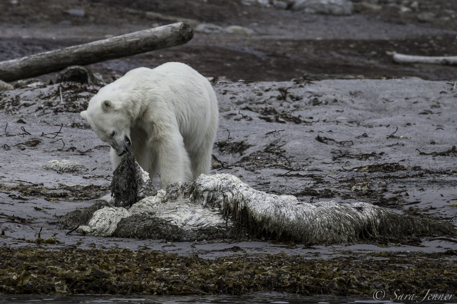 OTL09-18, Day 4 second polar bear 3-Oceanwide Expeditions.jpg